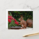 Buscar ardilla roja postales Linda