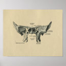 Buscar cráneo humano posters Anatomía