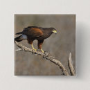 Buscar halcón chapas Fauna
