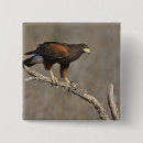 Buscar halcones chapas Fauna