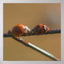 Buscar ladybugs fotografía Animal