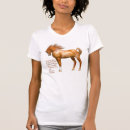 Buscar equus camisetas Potro
