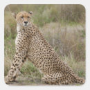 Buscar gato salvaje pegatinas Naturaleza