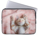 Buscar gato de tabby electronica Felino