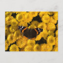 Buscar aster postales Amarillo