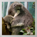 Buscar osos de koala posters Vida silvestre