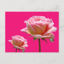 Buscar rosas rosados postales General y unisex