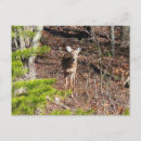 Buscar flora y fauna postales Ciervo