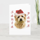 Buscar norfolk terrier tarjetas Perro