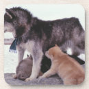 Buscar esquimal posavasos Perro