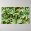 Buscar helechos verdes posters Naturaleza