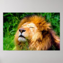 Buscar león africano posters Animal