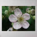 Buscar blackberry posters Verano