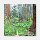 Buscar helecho de árbol imanes Helechos