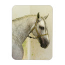 Buscar semental imanes Caballo