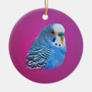 Buscar parakeet otros Budgie