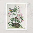 Buscar maria sibylla merian postales 1647 1717