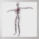 Buscar sistema circulatorio posters Complejidad