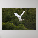 Buscar gran egret posters Pájaros