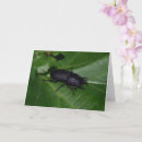 Buscar escarabajos tarjetas Insectos