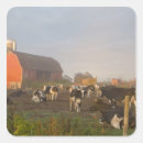 Buscar holstein pegatinas Ganado