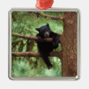 Buscar ursus americanus Omnívoro
