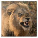 Buscar león africano Safari