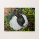 Buscar conejos blancos puzzles Animal