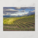 Buscar viñedo postales Valle de napa