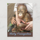Buscar orangután postales Vida silvestre