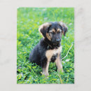 Buscar pastores alemanes postales Animal