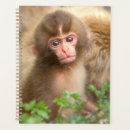 Buscar fuscata del macaca Macaco