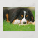 Buscar perro blanco postales Amante de los animales