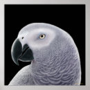 Buscar amantes del loro posters Loros