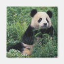 Buscar panda imanes Medio ambiente