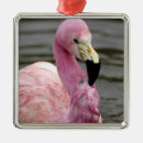 Buscar pájaro del flamenco adornos Rosa