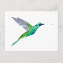 Buscar colibrí brillante postales Pájaro