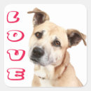 Buscar amstaff pegatinas Cachorro
