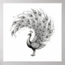 Buscar pavo real elegante posters Blanco y negro