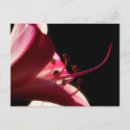 Buscar sensual postales Flor