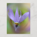 Buscar flor violeta postales Invitados