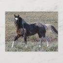 Buscar steen postales Caballo