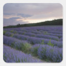 Buscar campo agrícola pegatinas Europa