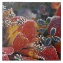 Buscar np azulejos Naturaleza