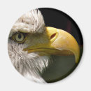 Buscar eagle calvo imanes Naturaleza