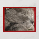 Buscar gatos grises postales Felino