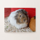 Buscar roedores puzzles Adorable