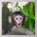 Buscar animal joven posters Macaco japonés