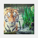 Buscar tigre imanes Rayas