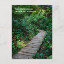 Buscar selva postales Pino